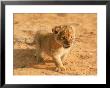 Lion Cub In Africa by John Dominis Limited Edition Print