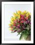 Red Tulips by Michael Marzelli Limited Edition Pricing Art Print