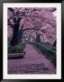 Garden Walkway, Trees In Blossom, Tokyo, Japan by Lonnie Duka Limited Edition Print