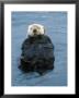 Closeup Of A Sea Otter, Alaska by Rich Reid Limited Edition Print