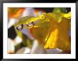 Close-Up Of Dewdrops Clinging To Petal Of Daffodil Flower In Springtime, Multnomah County, Oregon by Steve Terrill Limited Edition Print