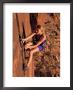 A Climber Scales A Sandstone Wall At Indian Creek, Utah by Bill Hatcher Limited Edition Print