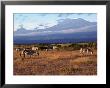 Zebras And Mt. Kilimanjaro, Amboseli National Park, Kenya by Michele Burgess Limited Edition Print