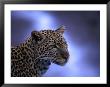 Leopard (Panthera Pardus), Masai Mara National Reserve, Kenya by Ariadne Van Zandbergen Limited Edition Print