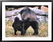 Lowland Gorilla With Baby, Gorilla Gorilla by Mark Newman Limited Edition Print
