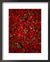 Strawberries On Display, Paris, France by Setchfield Neil Limited Edition Print