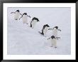 Group Of Adelie Penguins At Steep Face Of An Iceberg, Antarctic Peninsula by Hugh Rose Limited Edition Print