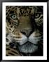 Jaguar, Madre De Dios, Peru by Andres Morya Limited Edition Print