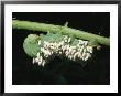 A Tobacco Hornworm Caterpillar With Parasite Cocoons All Over Its Back by Brian Gordon Green Limited Edition Pricing Art Print