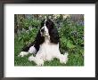 English Springer Spaniel, Illinois, Usa by Lynn M. Stone Limited Edition Pricing Art Print