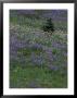 Lupine Meadow, Mt. Rainier National Park, Washington, Usa by Jamie & Judy Wild Limited Edition Print