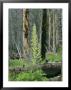 Growth Returns After 1988 Forest Fire In Yellowstone National Park by Norbert Rosing Limited Edition Print