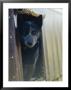 A Blue Heeler Cattle Dog Peers Out Of The Window Of A Truck by Jason Edwards Limited Edition Print