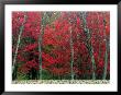 Autumn In West Virginia by Robert Finken Limited Edition Print