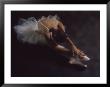 Ballet Dancers by Chris Minerva Limited Edition Print