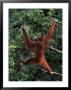 Sumatran Orangutan, Pongo Pygmaeus, Indonesia by Robert Franz Limited Edition Pricing Art Print