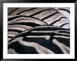 Detail Of Burchell's Zebra Stripes, Kruger National Park, Mpumalanga, South Africa by Carol Polich Limited Edition Print