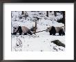 A Pair Of Pandas(Ailuropoda Melanoleuca) In Snow, Wolong Ziran Baohuqu, Sichuan, China by Keren Su Limited Edition Print