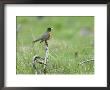 American Robin On Dead Wood, Yellowstone National Park by Norbert Rosing Limited Edition Print