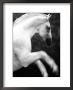 White Horse Prancing by Tim Lynch Limited Edition Print