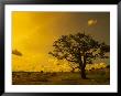 Estadual Road, Castelo Branco, Sao Paulo, Brazil by Silvestre Machado Limited Edition Print