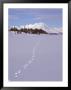 Wolf Tracks And Mountain Range, Alaska by Mike Robinson Limited Edition Print