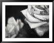 Wilted White Roses by Scott Christopher Limited Edition Print