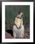 White-Tailed Prairie Dog, Cynomys Gunnsioni, Co by Robert Franz Limited Edition Print