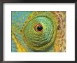 Male Parson's Chameleon, Close Up Of Eye, Ranomafana National Park, South Eastern Madagascar by Nick Garbutt Limited Edition Pricing Art Print