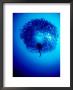 Diver In Middle Of School Of Fish, Bali, Indonesia by Michael Aw Limited Edition Print