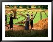 Workers Tending To Rice Harvest, Shan State, Myanmar (Burma) by Jerry Alexander Limited Edition Print