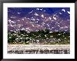 Nesting Egrets At Lago Enriquillo, Dominican Republic, Caribbean by Greg Johnston Limited Edition Print