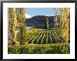 Felton Road Vineyard, Bannockburn, South Island, New Zealand by David Wall Limited Edition Print