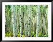 Bigtooth Aspen Trees In White River National Forest Near Aspen, Colorado, Usa by Tom Haseltine Limited Edition Print