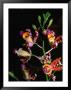 Detail Of Orchid, Flowers Bay, Honduras by Michael Lawrence Limited Edition Print