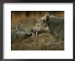 Gray Wolf Pup Begs An Adult For A Bone To Chew by Jim And Jamie Dutcher Limited Edition Print