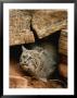A Bobcat Pokes Out From Its Alcove In A Controlled Condition Setting by Norbert Rosing Limited Edition Pricing Art Print