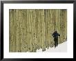 Man On Skis Touring An Aspen Glade In The Snow by Kate Thompson Limited Edition Print