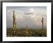 Desert Scene With Saguaro Cacti Near Tucson by Walter Meayers Edwards Limited Edition Pricing Art Print