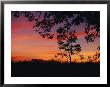 A Sunset Framed By Tree Branches by Roy Toft Limited Edition Pricing Art Print