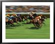 Thoroughbred Race In Action by Peter Walton Limited Edition Print