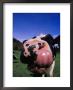 Close-Up Of A Holstein Cow's Mouth And Tongue by Lynn M. Stone Limited Edition Print