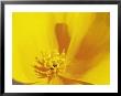 Mexican Gold Poppy, Sonoran Desert, Az by Wiley & Wales Limited Edition Print