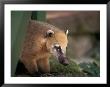 Coati Mundi, Argentina by Walter Bibikow Limited Edition Print