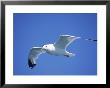 Seagull In Sky by Jim Schwabel Limited Edition Print
