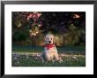 Nine-Week-Old Golden Retriever Puppy by Frank Siteman Limited Edition Print