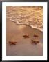 Starfish On Sand by Derek Cole Limited Edition Print