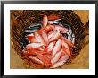 Kovalum, Kerala, India, Basket Of Fish by Elisa Cicinelli Limited Edition Pricing Art Print