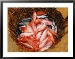 Kovalum, Kerala, India, Basket Of Fish by Elisa Cicinelli Limited Edition Print