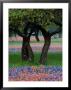 Texas Wildflowers And Dancing Trees, Hill Country, Texas, Usa by Nancy Rotenberg Limited Edition Print